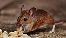 24 Hour & Emergency Exterminators in Point Lay, AK